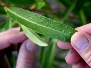 a leaf