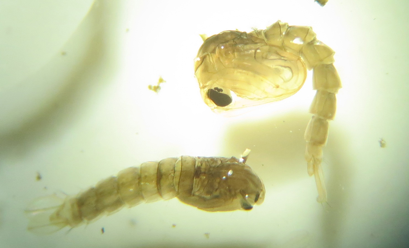 mosquito larvae