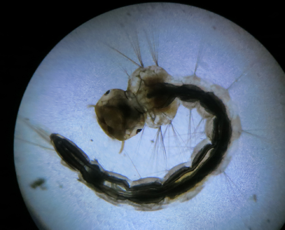 mosquito larvae