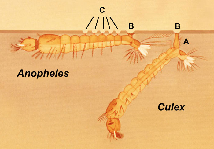 identification of larvae