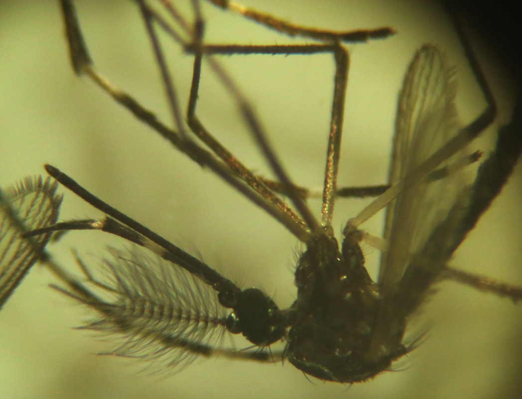 adult larvae