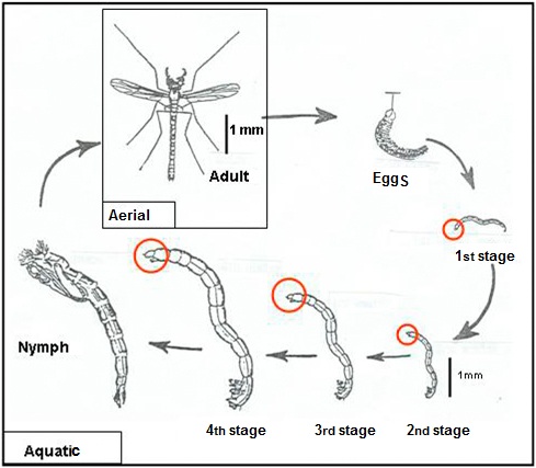 life cycle from larvae to adult